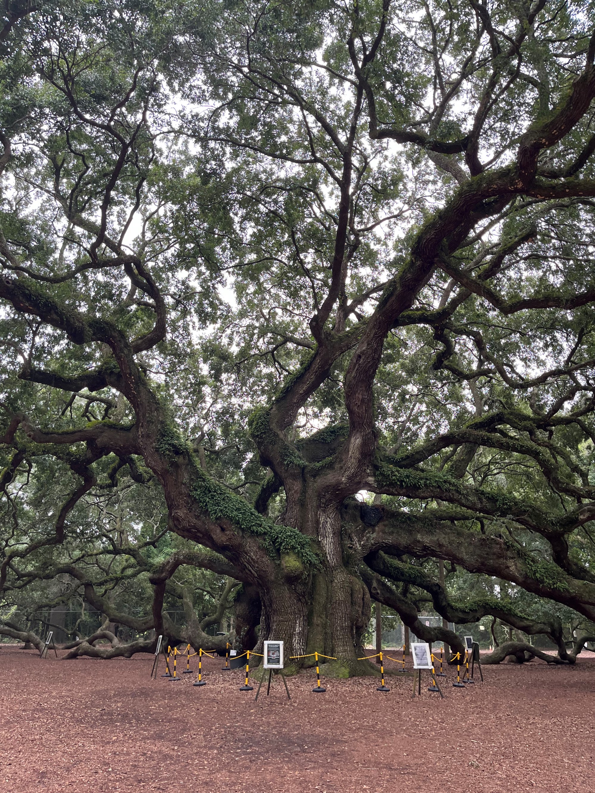 Angel Oak